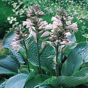 Sieboldiana 'Elegans' Hosta Seeds
