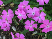 Wild Pink Silene Caroliniana Seeds
