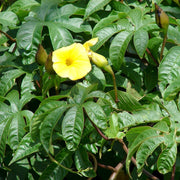 Hawaiian Woodrose Merremia Tuberosa Seeds