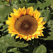 Dwarf Sunspot Sunflower Seeds