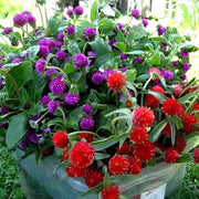 Globe Amaranth Seeds