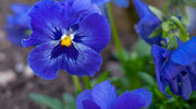 Blue Pansy Seeds