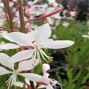 Lindheimeri Gaura Seeds