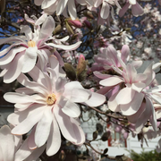 Star Magnolia Seeds