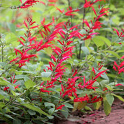 Aromatic Pineapple Sage Seeds, Herbal
