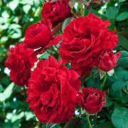 Red Climbing Rose Seeds