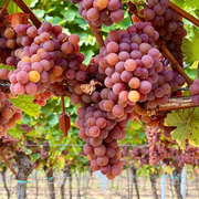 Large Cluster Red Globe Grape Seeds