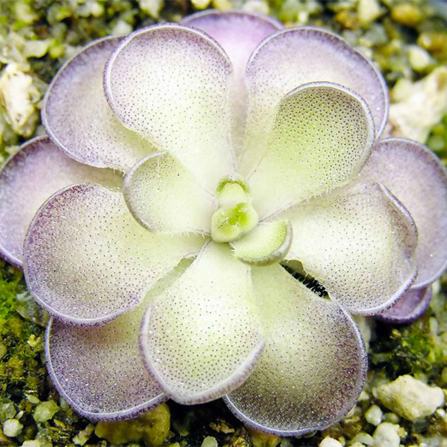 Cyclosecta Pinguicula Seeds