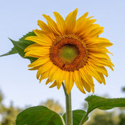 Russian Mammoth Sunflower Seeds