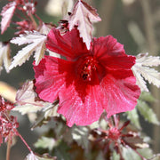 Mahogany Splendor Hibiscus Seeds