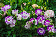 Prairie Gentian Lisianthus Seeds