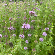 Perennial Pennyroyal Seeds