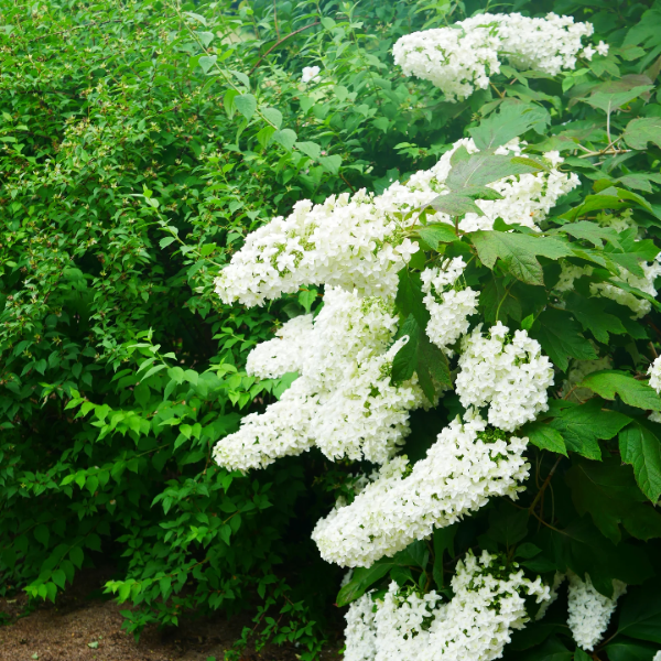 Hardy Oakleaf Hydrangea Seeds