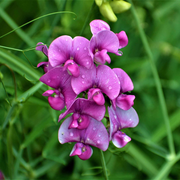 Fragrant Climbing Sweet Pea Seeds