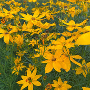 Coreopsis Tickseed Seeds