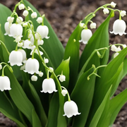 Lily of the Valley Seeds