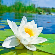 White Water Lily Nymphaea Seeds