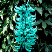 Macrobotrys Strongylodon Seeds