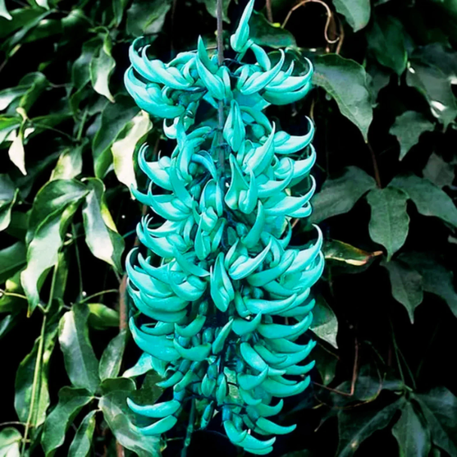 Macrobotrys Strongylodon Seeds
