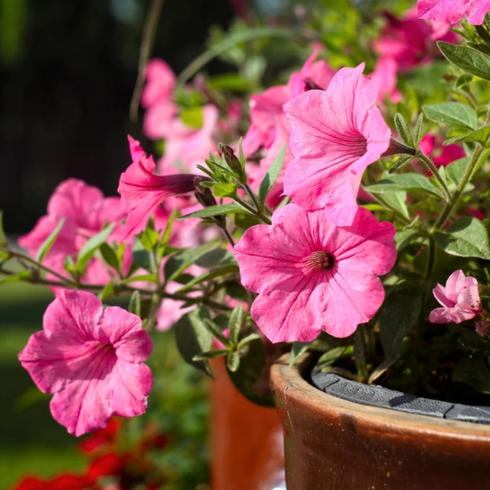 Easy Wave Rosy Dawn Petunia Seeds