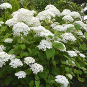 Hardy Smooth Hydrangea Seeds