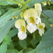 Impatiens Scabrida Seeds
