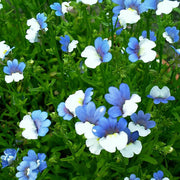 Blue Gem Nemesia Seeds