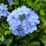 Blue Plumbago Seeds