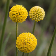 Globosa Craspedia Seeds