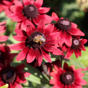 Cherry Brandy Rudbeckia Seeds