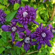 Double Dark Purple Clematis Seeds