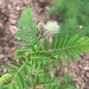 Legume Illinois Bundle Seeds