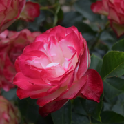 Rosa Seeds, Cherry Parfait