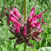 Hummingbird Sage Salvia Spathacea Seeds