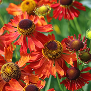 Sneezeweed Helenium Seeds