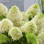 Hydrangea Paniculata Seeds