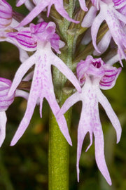 Naked Man Orchid Orchis Italica Seeds