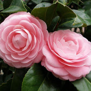 Evergreen Camellia Seeds