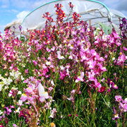 Annual Wild Toadflax Seeds