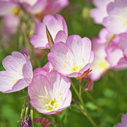 Showy Evening Primrose Seeds