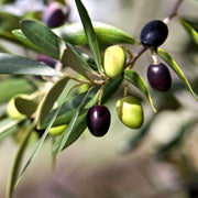 Olive Seeds - For Home Gardens Seeds