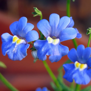 Blue Gem Nemesia Seeds