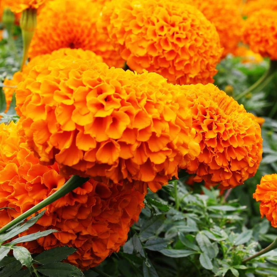 Vibrant Bloom Marigold Seeds