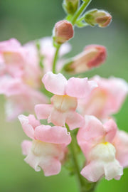 Appleblossom Snapdragon Seeds