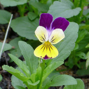 Viola Tricolor Johnny Jump Up Seeds