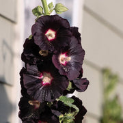 Black Hollyhock Seeds