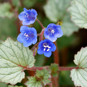California Bluebell Seeds
