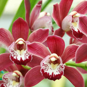 Boat Orchid Cymbidium Seeds