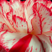 Avranchin Red & White Carnation Seeds