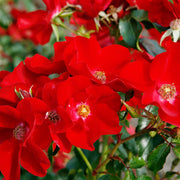 Red Rosa Rugosa Seeds
